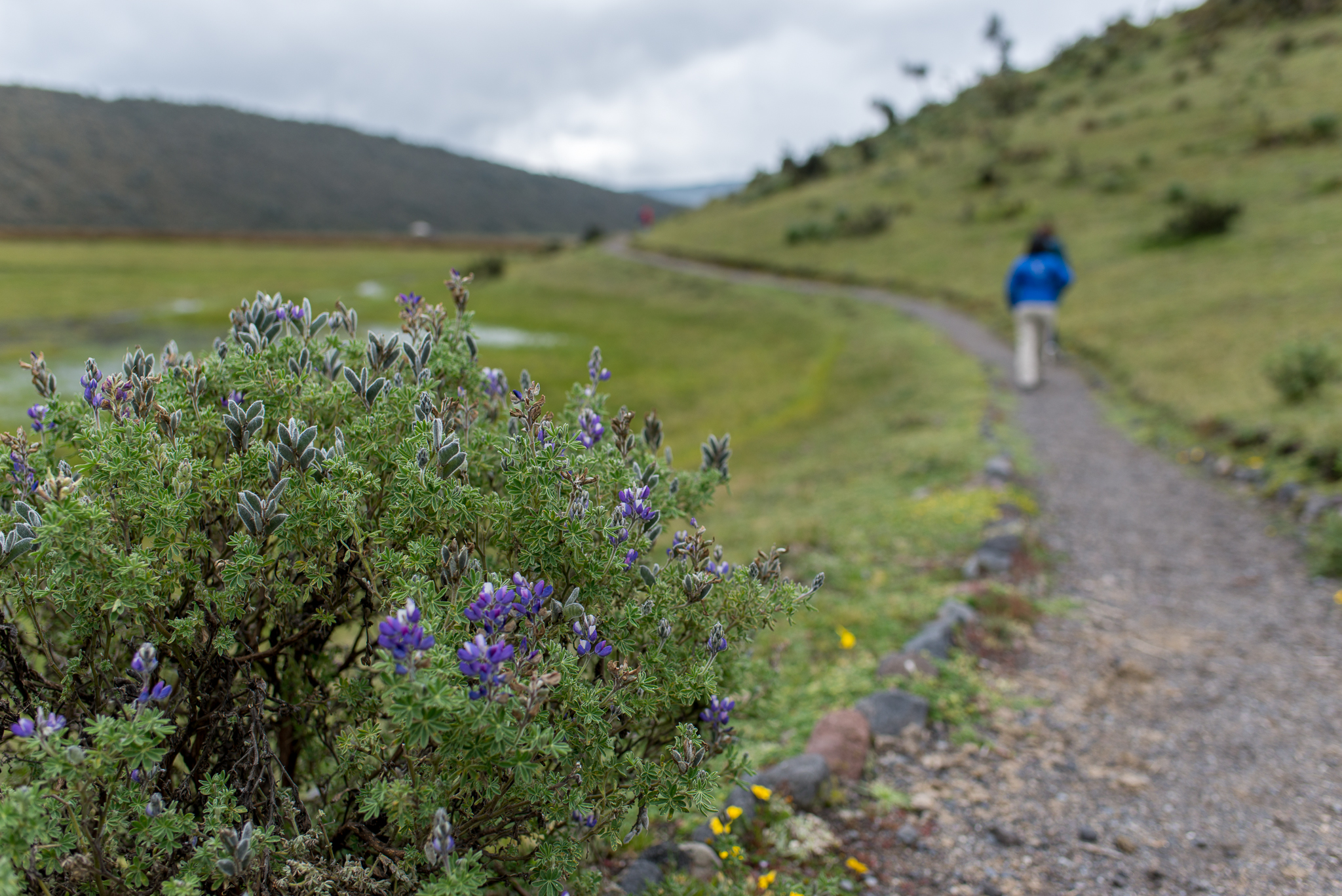 Hiking Around A Lagoon...Cotopaxi National Park...