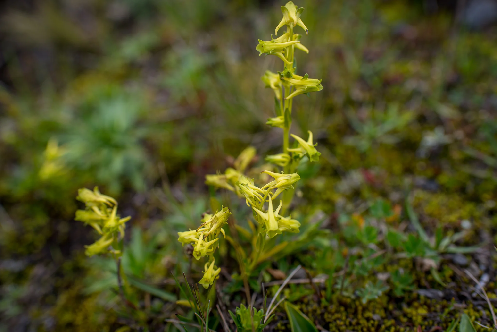 Orchids...Cotopaxi National Park...