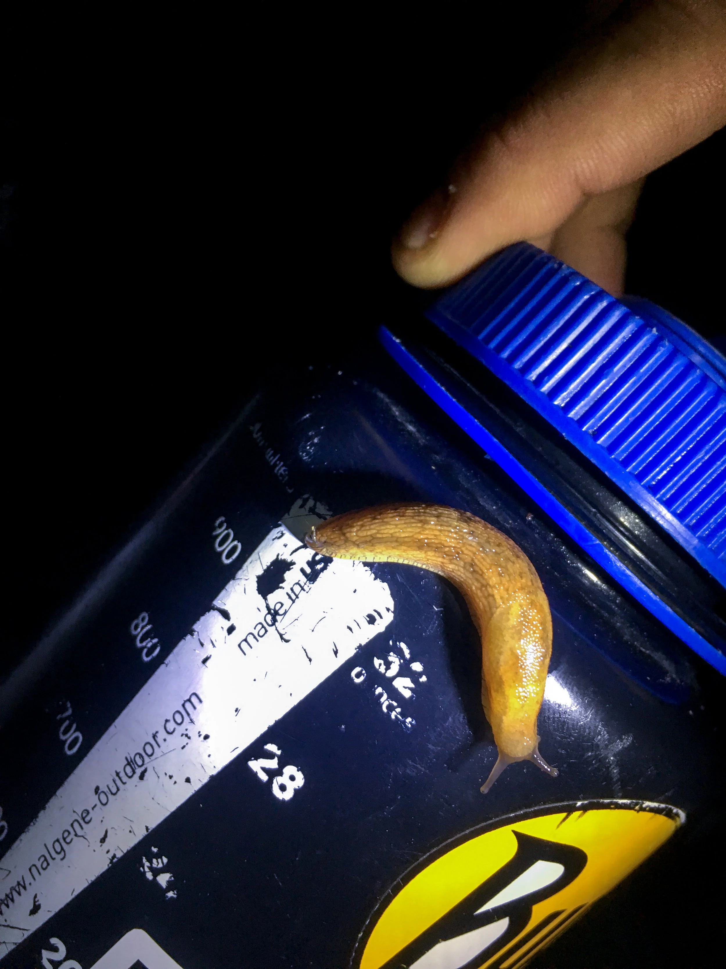 Slugs everywhere!