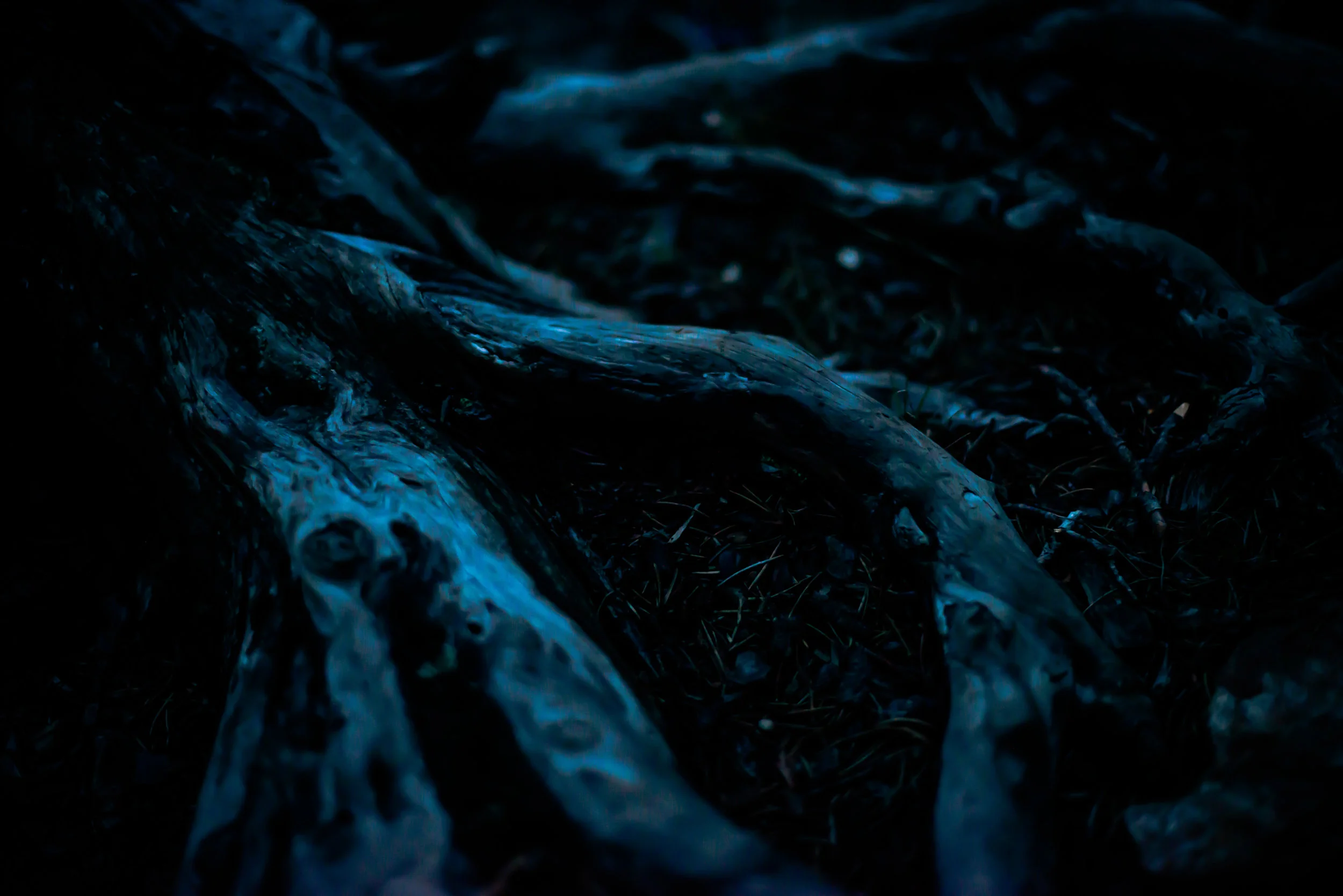 Pine Root System At Night...