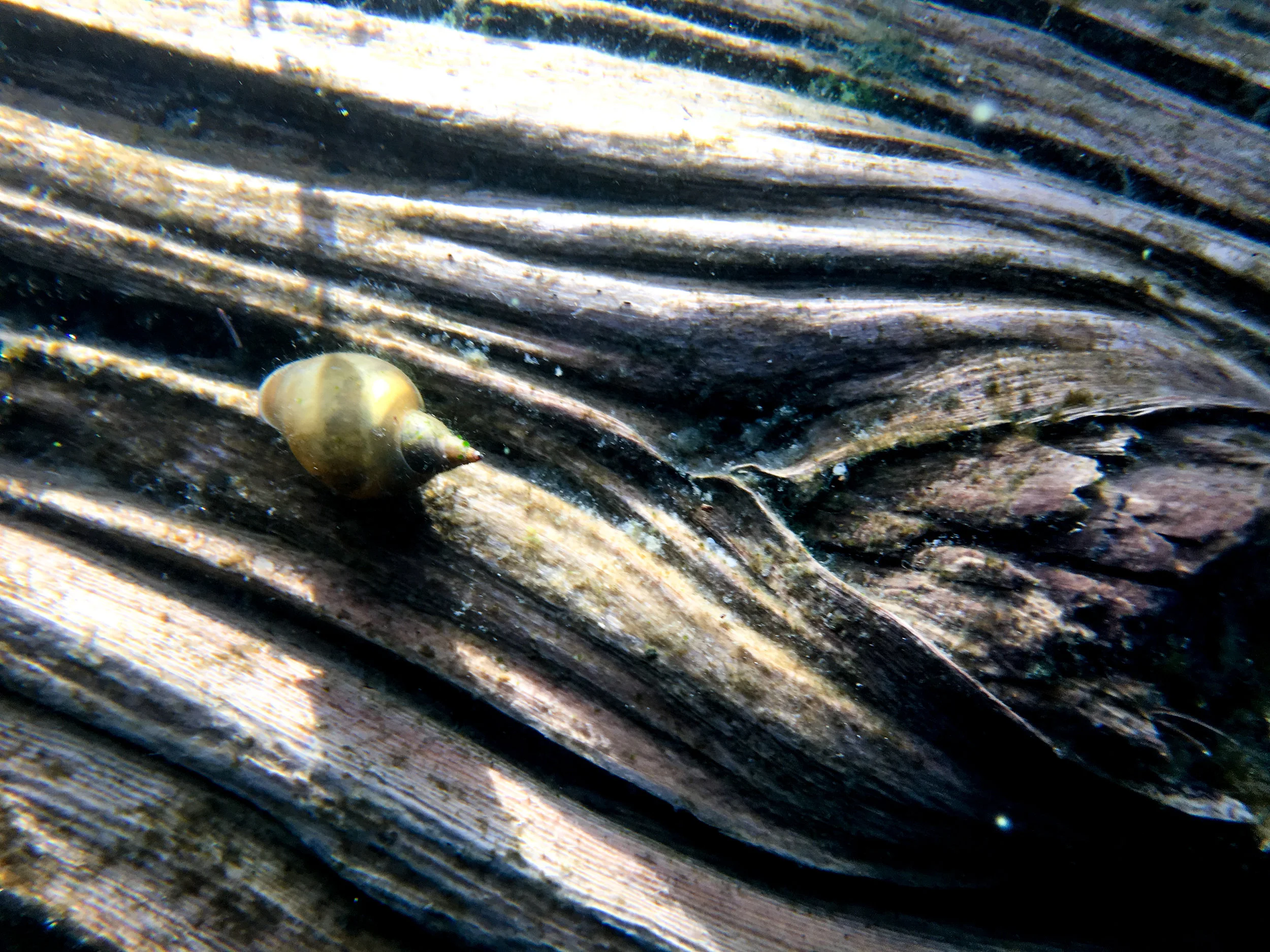 Snail!...