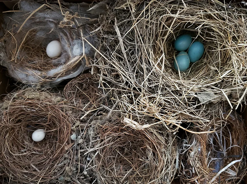 group-nests.jpg