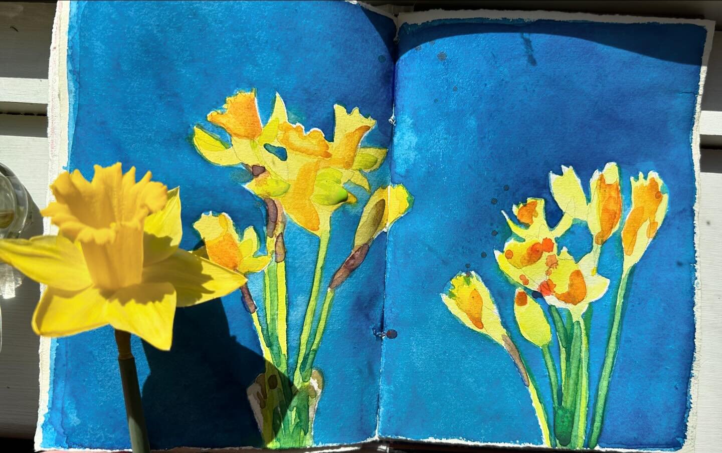 Beautiful day for a daffodil. #springtime #daffodils #watercolor