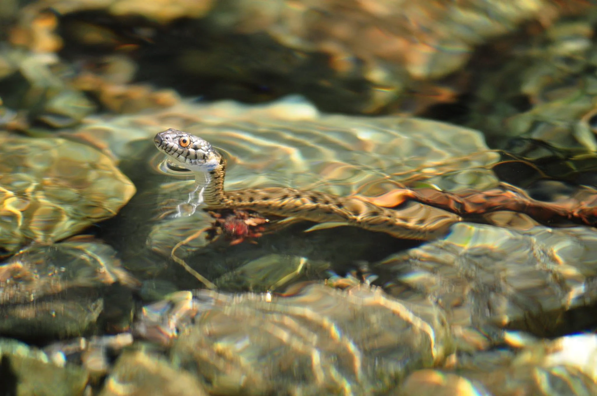 Scenic and Nature_008.JPG