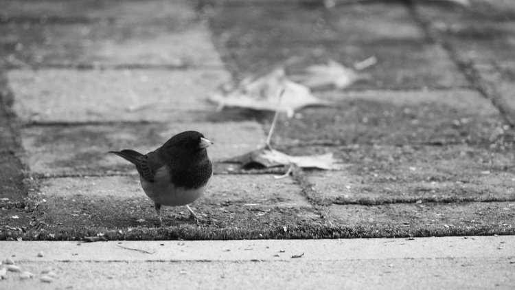 JUNCO bw.jpg