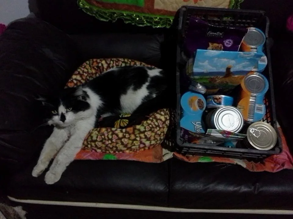 kitties in mexico.jpg