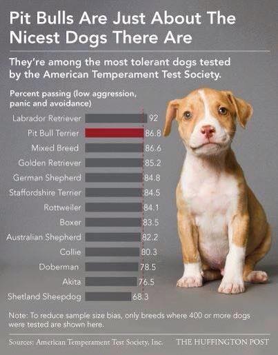 pitbull lovers.jpg