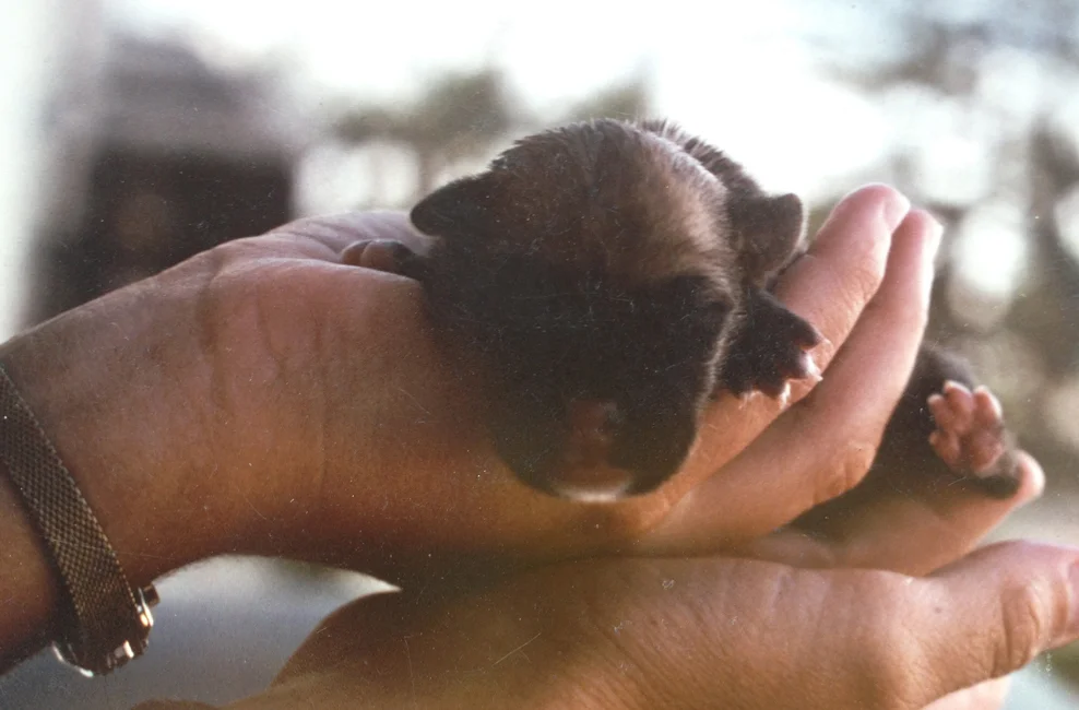 shebekia-puppy.jpg