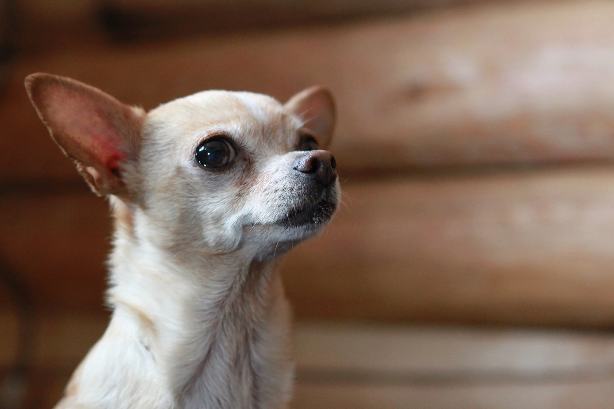 Nala Profile.jpg