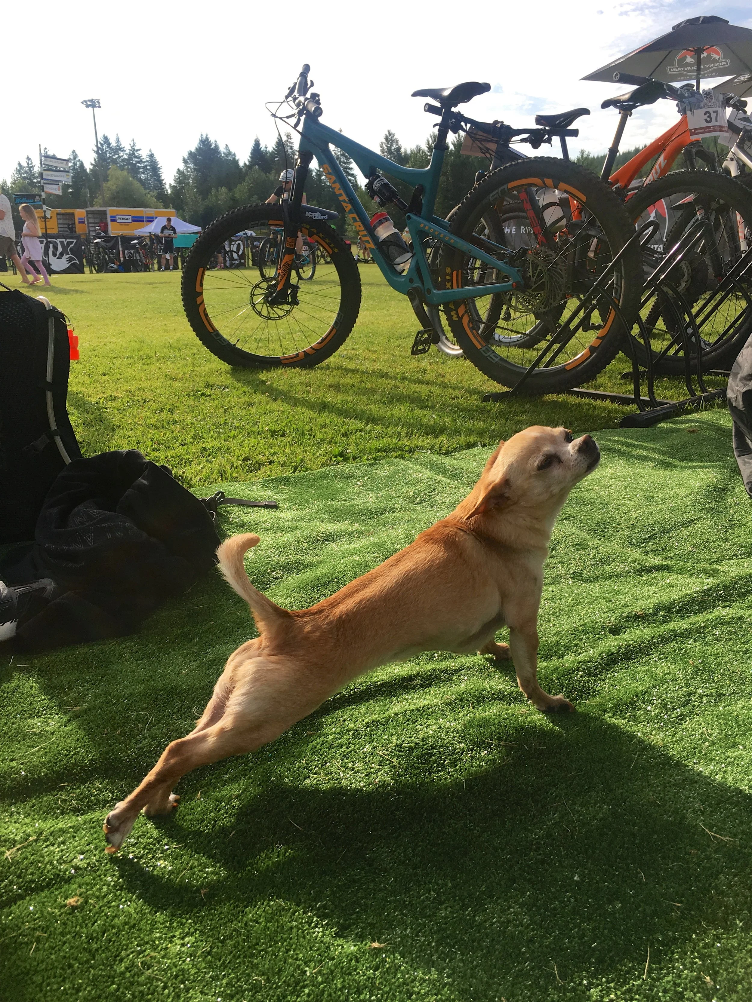 Nala downward dog.jpg
