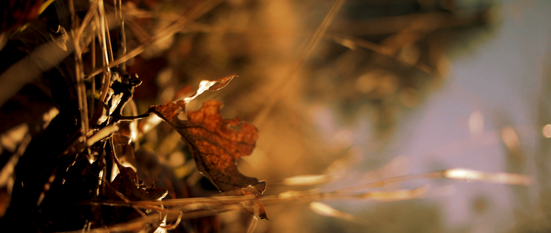 Beside_Myself10.2-Orange.png