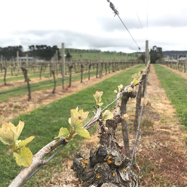 In the vines today #classicvineyardphotography #Ballarat #PinotNoir