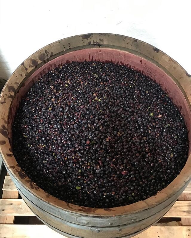 #fuckingmerlot #bringingmerlotback