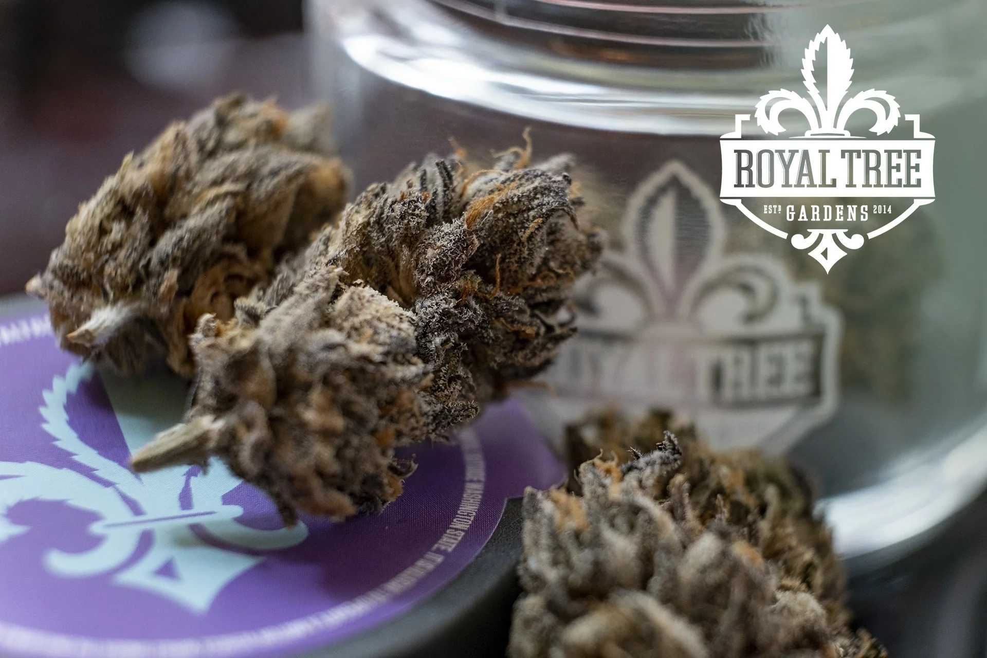 Royal Tree Feature White Runtz 1.jpg