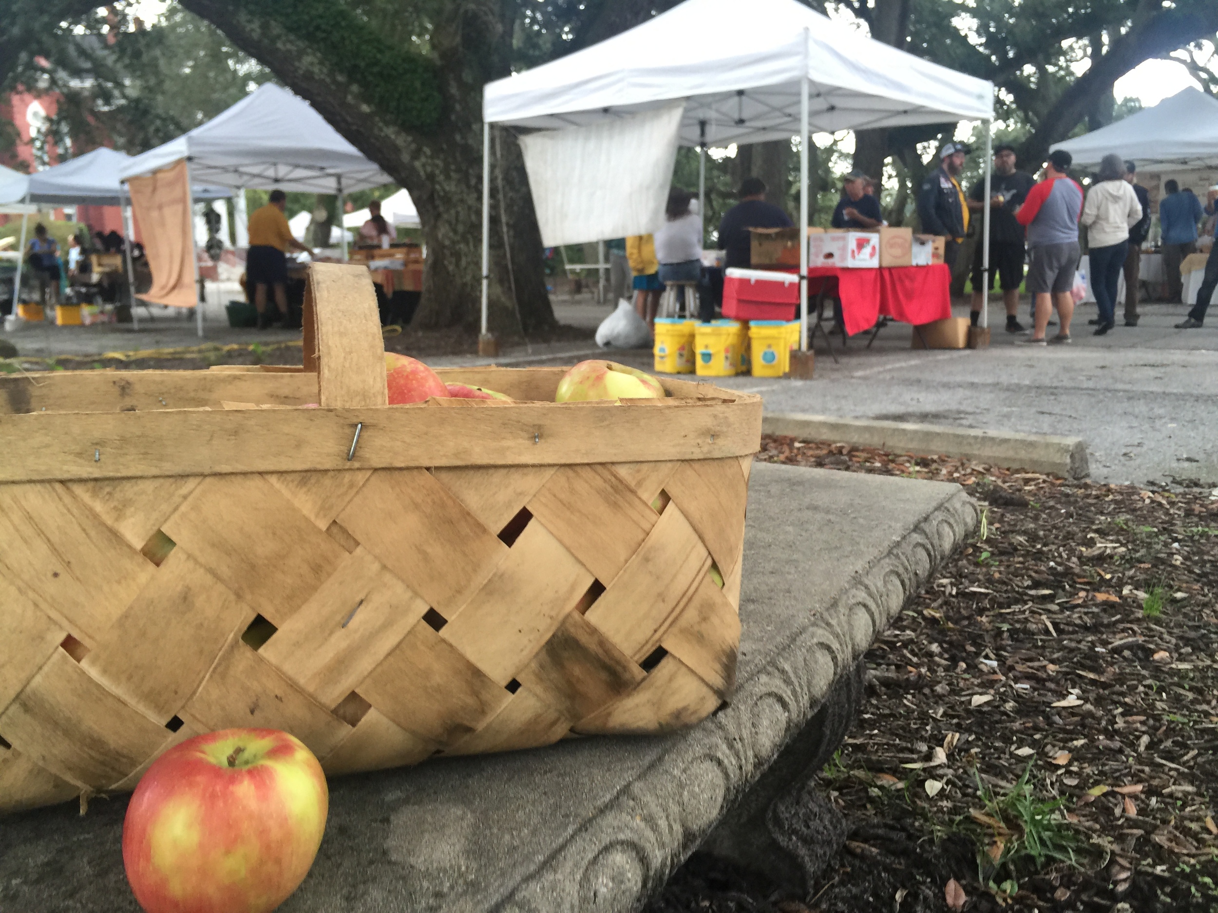 hand picked honeycrisp apples from the beaufort farmers market