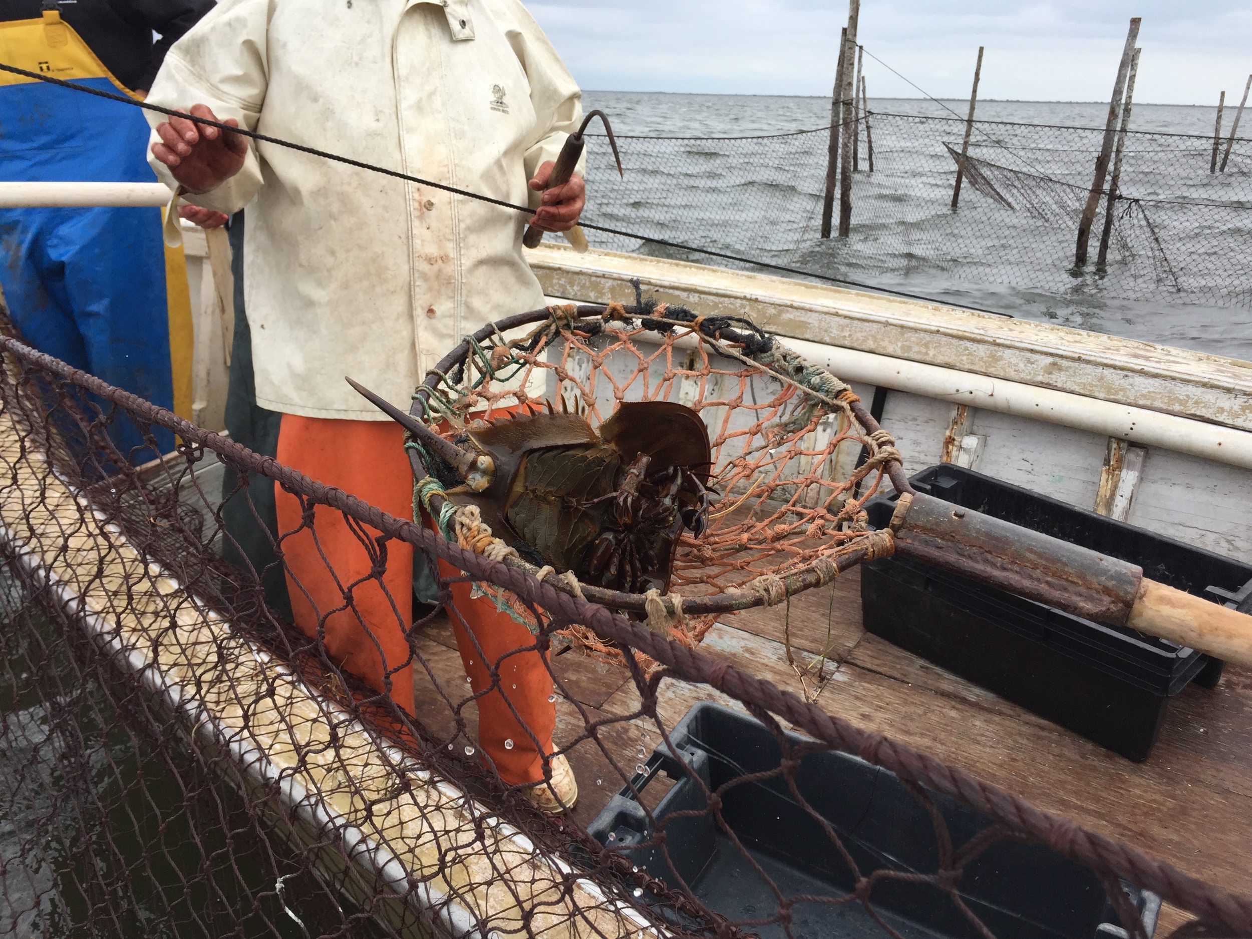 horseshoe crab being thrown back into the ocean