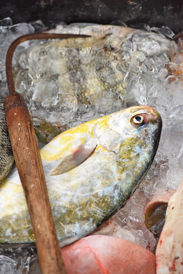 Fresh Pomfret- Eddie Willis & Mr. Big Seafood Harkers Island, NC