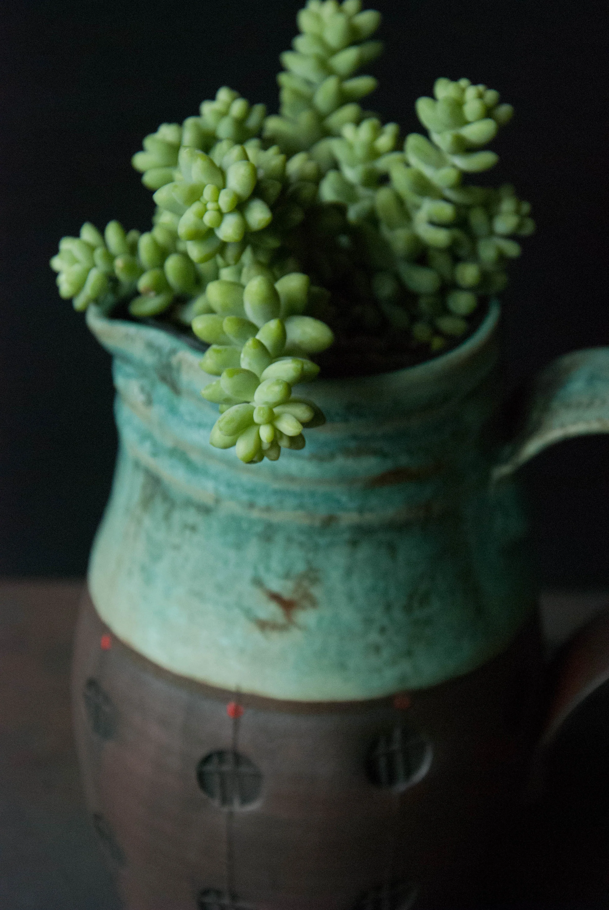  SUCCULENT PITCHER 