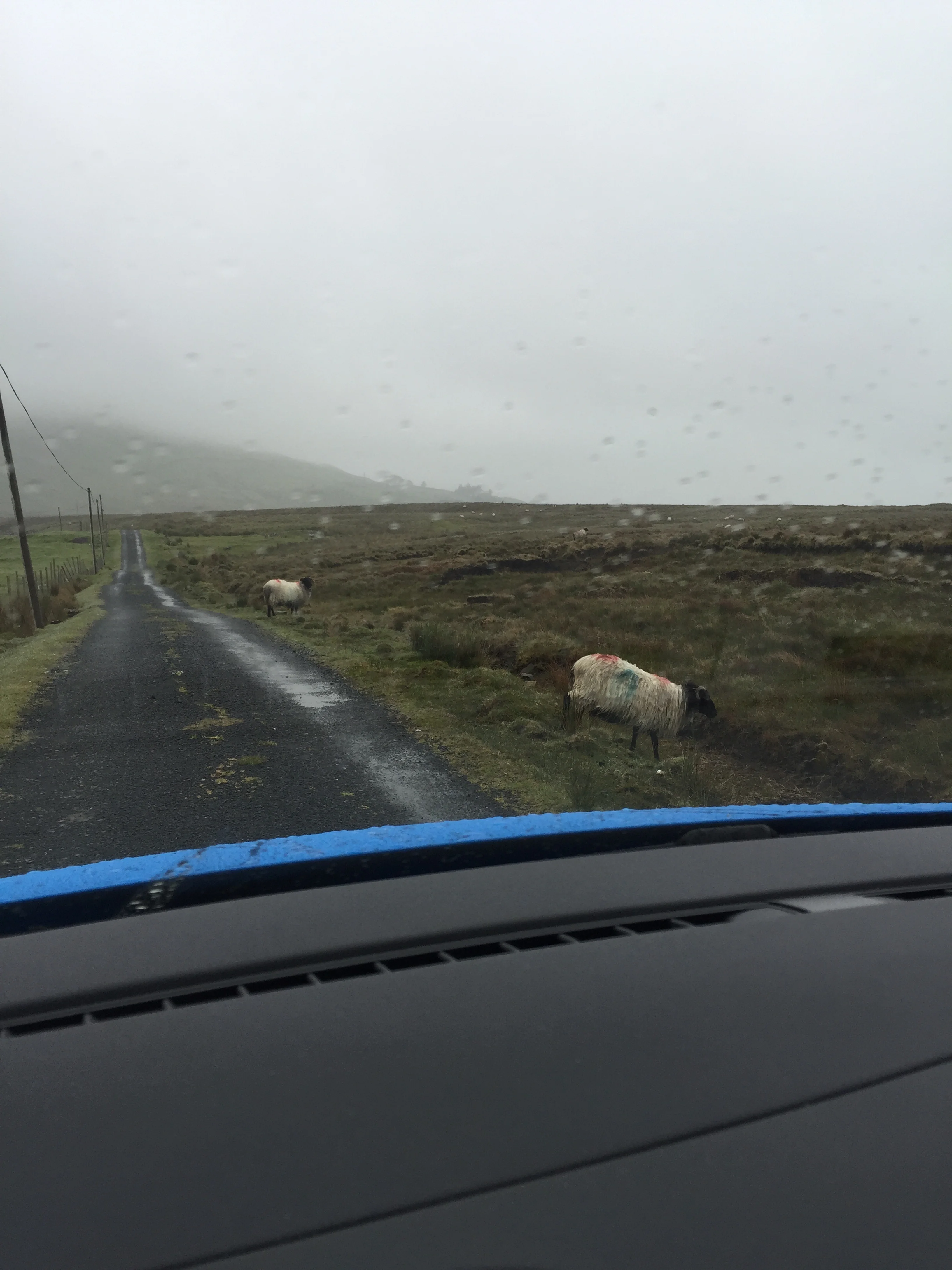 Sheep cross the road with no cares in the world.