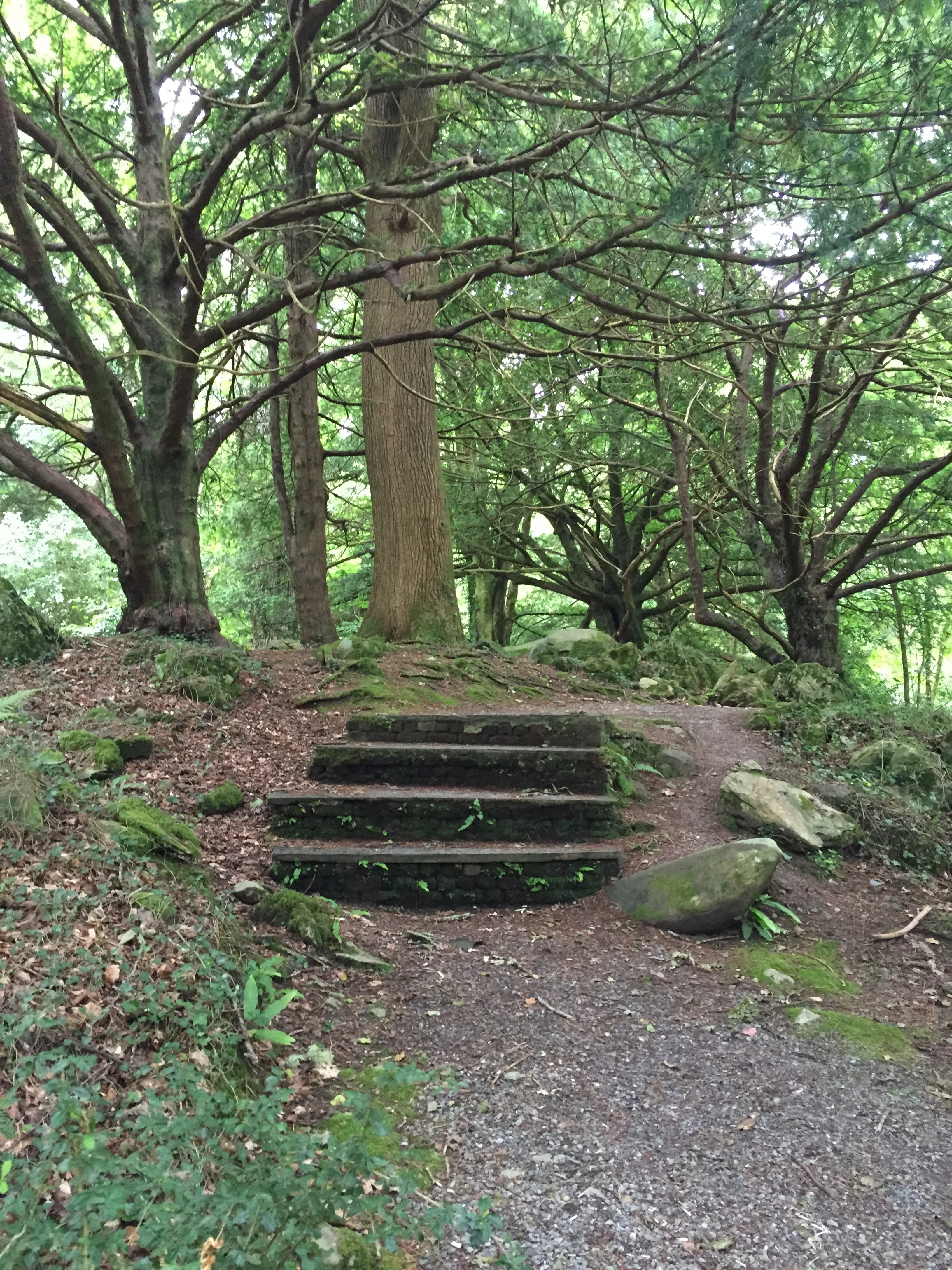 The arboretum in Muckross House gardens.