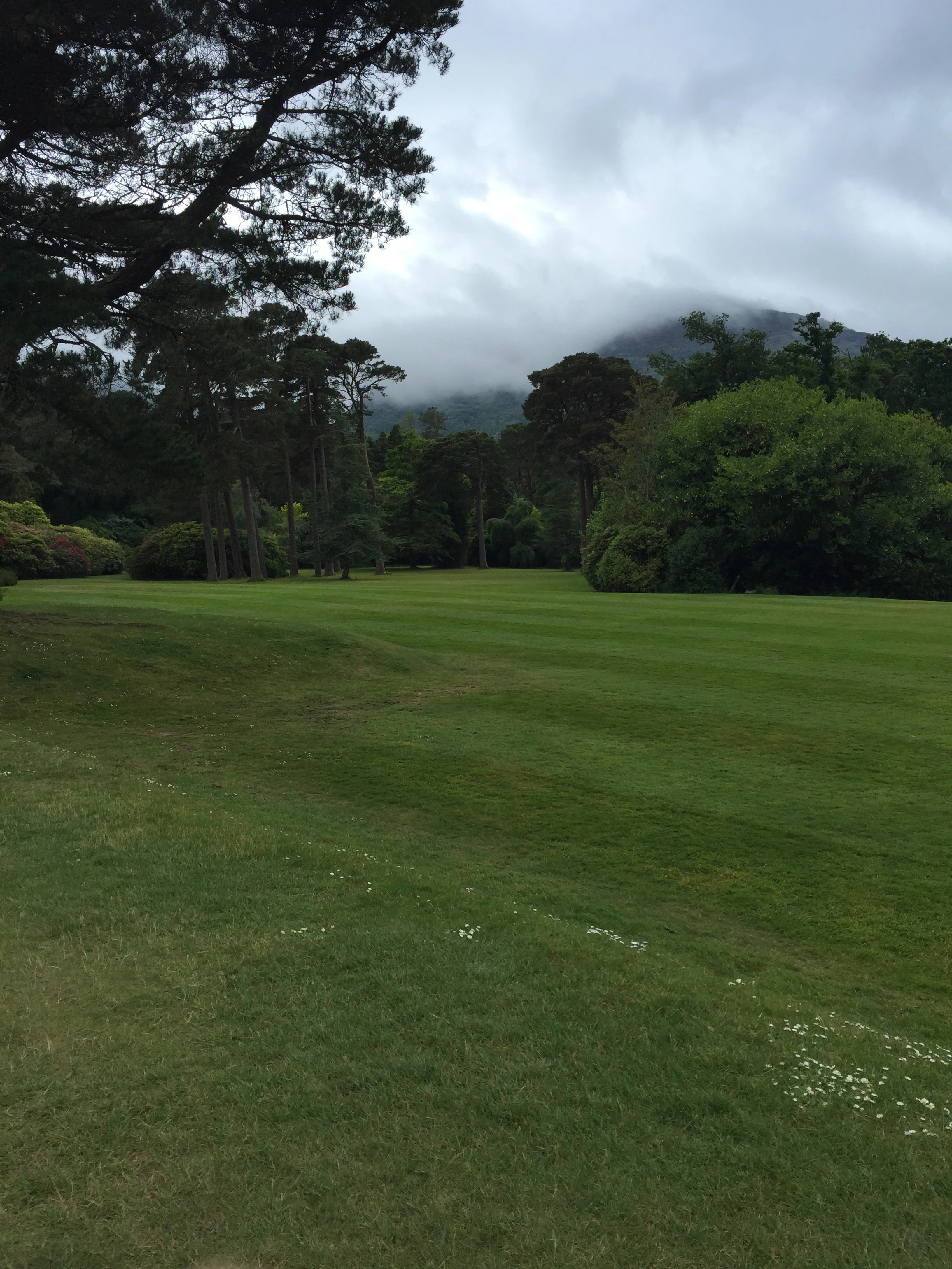 Gazing out into the misty, Killarney Narional Park.
