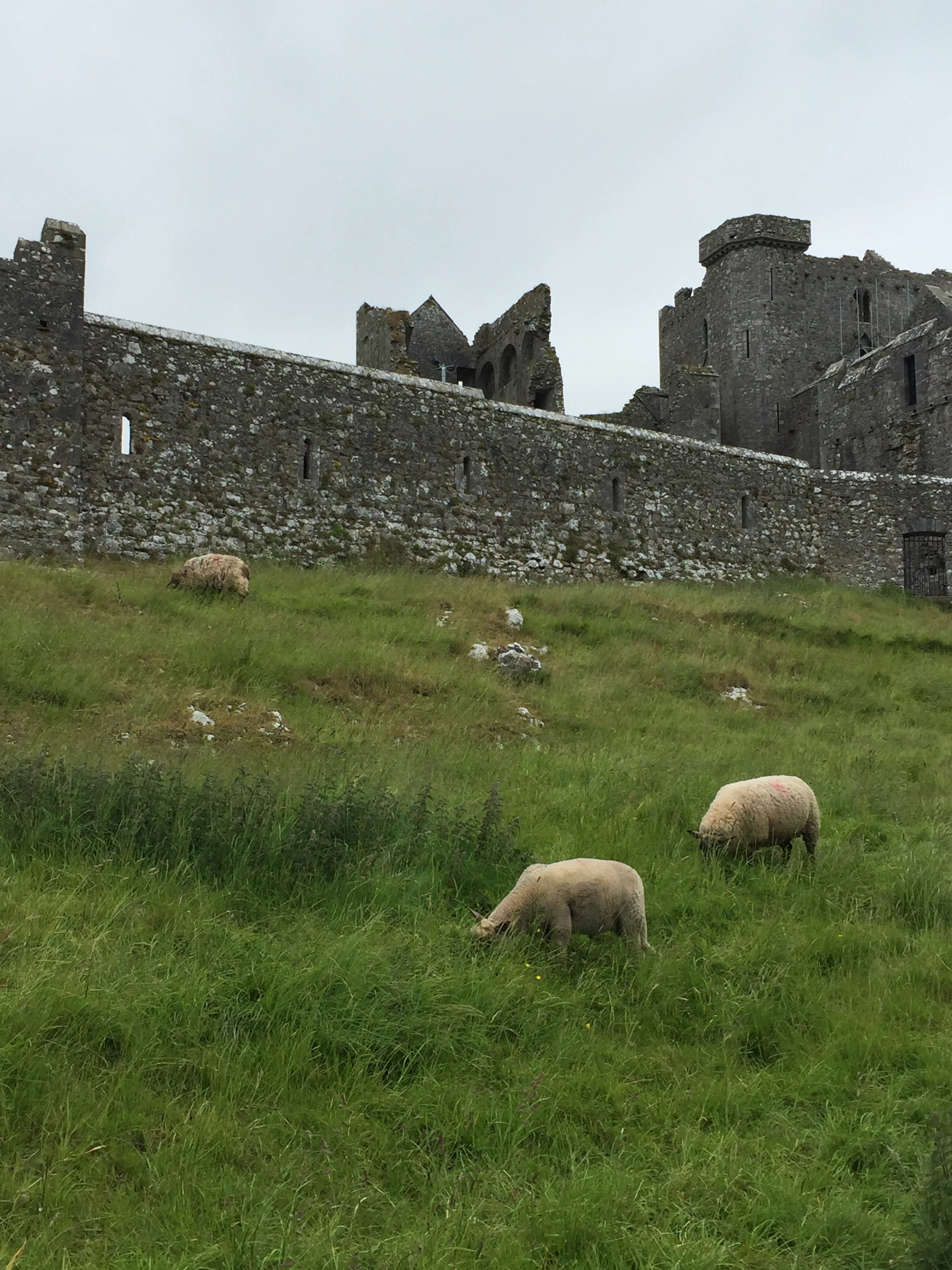 Sheep munching away, not noticing the Rock...