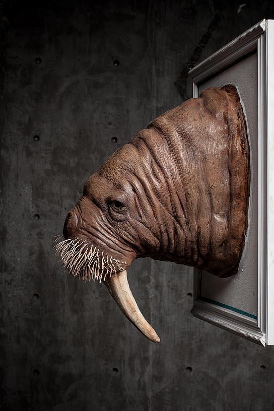 Pacific Walrus