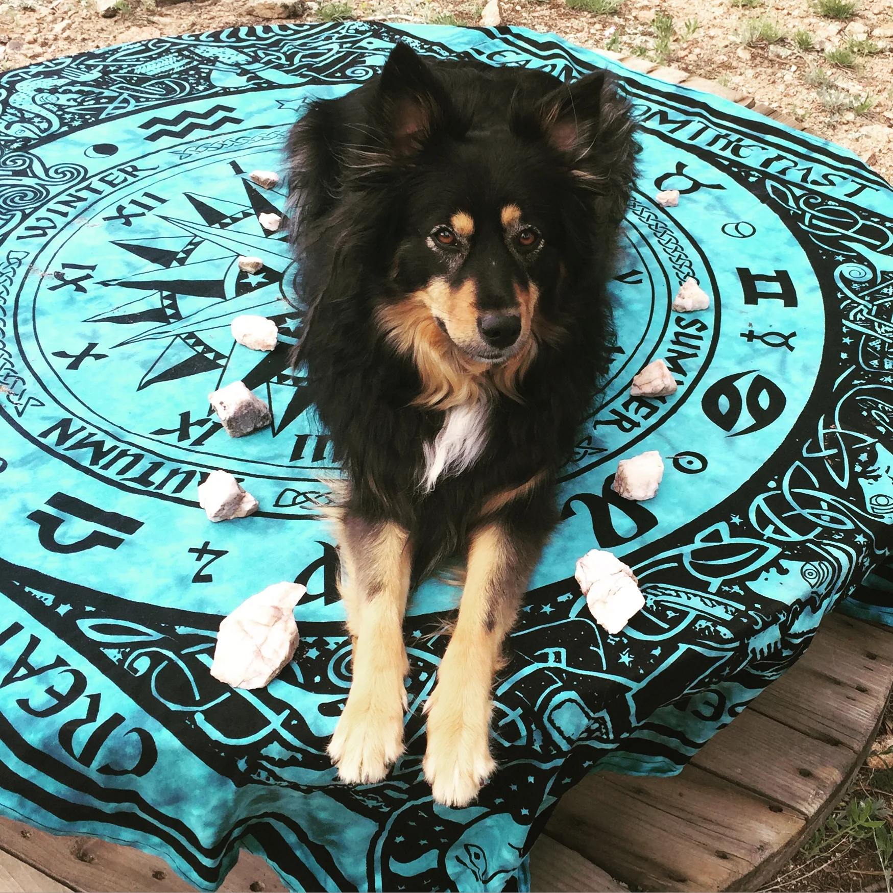 Saving The Planet, One Pooch At A Time