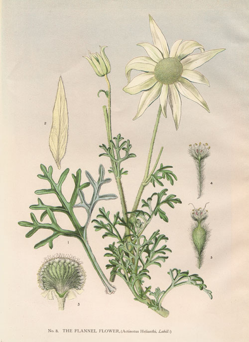 actinotus-helianthi.jpg