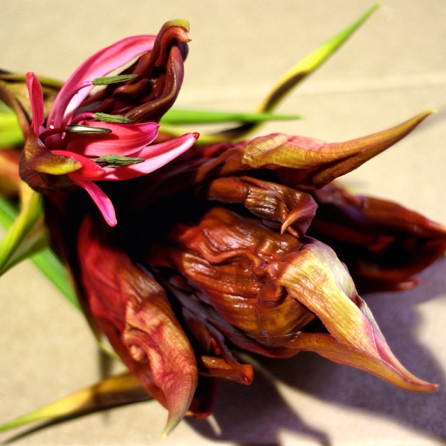 How good is this?! Brand new #gymealily just picked at Mountain Nursery @paul.r.dalley #australiannatives