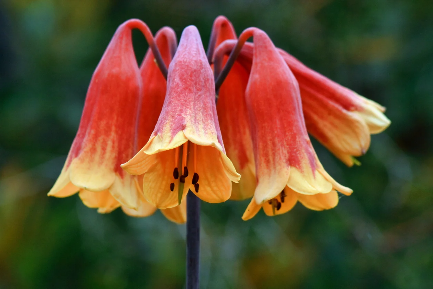 Gymea Lily Bush Flower Essences Best Flower Site