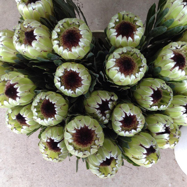 Protea limelight