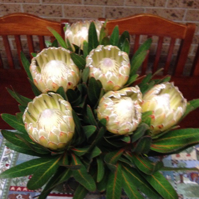 Protea vanilla ice