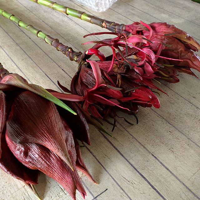 Gymea lily #doryanthesexcelsa #australianwildflowers #plantationgrown #notoutofthebush #mountainnursery