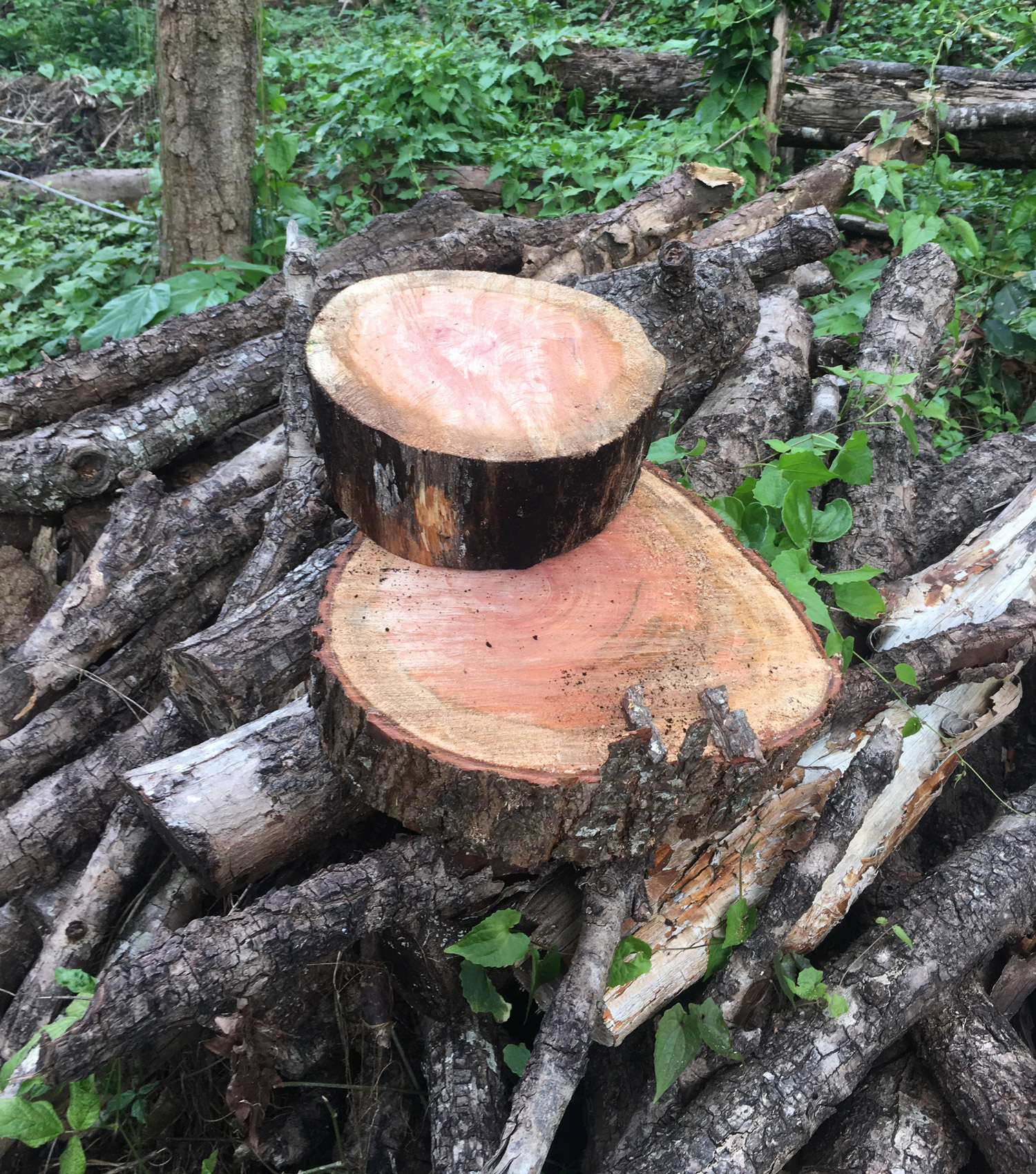 Uprooted_Life_12_1500.jpg