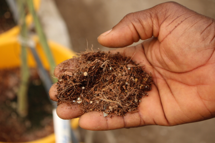 Assistant headmaster of the Adidome Farm Institute, Vincent Pomary, draws a handful of coco peat from a container growing tomatoes that staff members usually purchase. “Tomato suffers from soil-borne diseases, so we try to avoid that by planting in the coco peat," Mr. Pomary explains. "We are training the students how to crop in the greenhouse structure, which is good for high-value crops like tomatoes, cucumber, and green peppers. There’s no weeding and we use drip irrigation.” The sideshoots are removed so that the tomatoes lean in one direction, helping them grow taller and stronger.