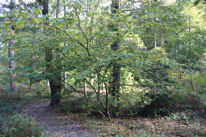 IMG_2406.jpg
