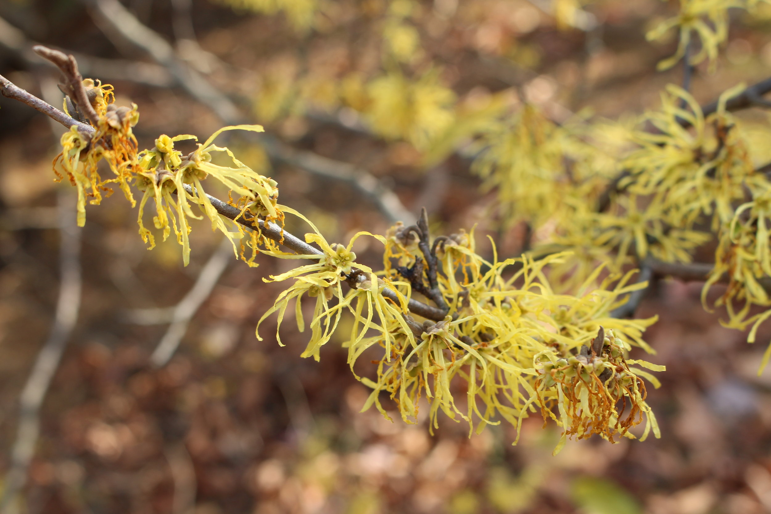 Witch Hazel.jpg