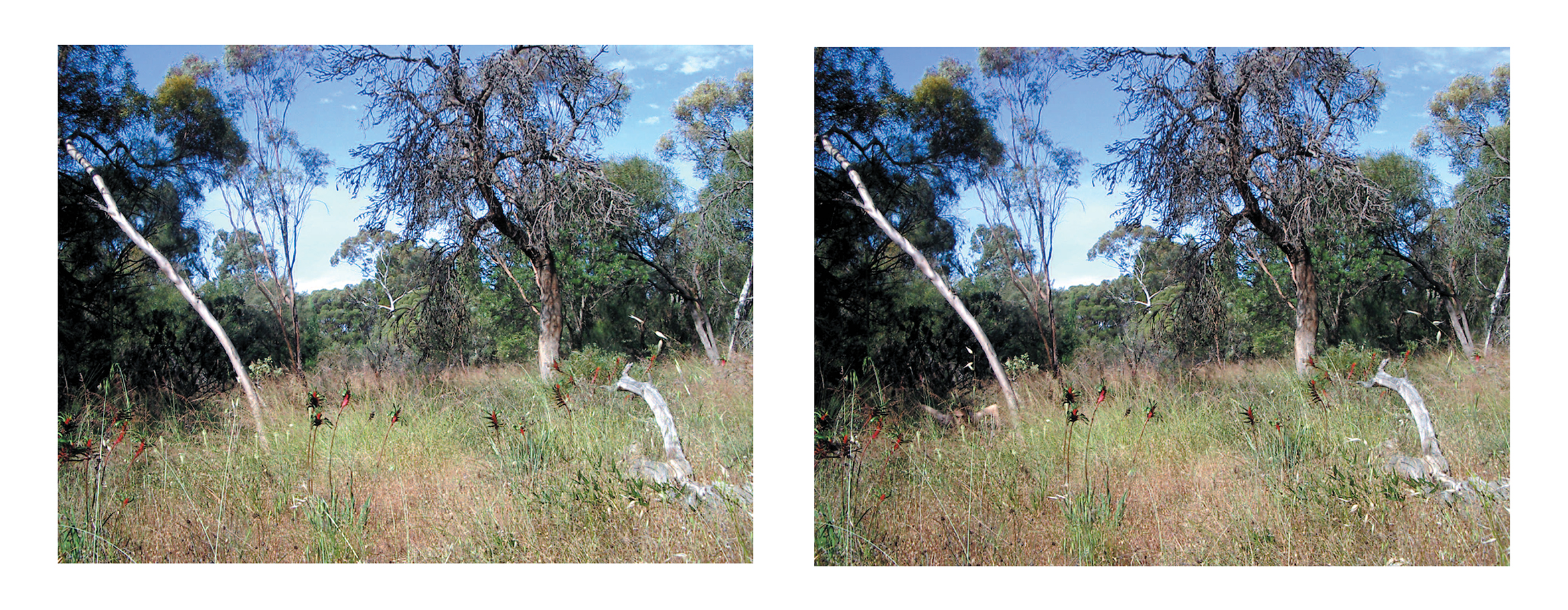 Untitled Diptych, (with Travis Kelleher), 2004