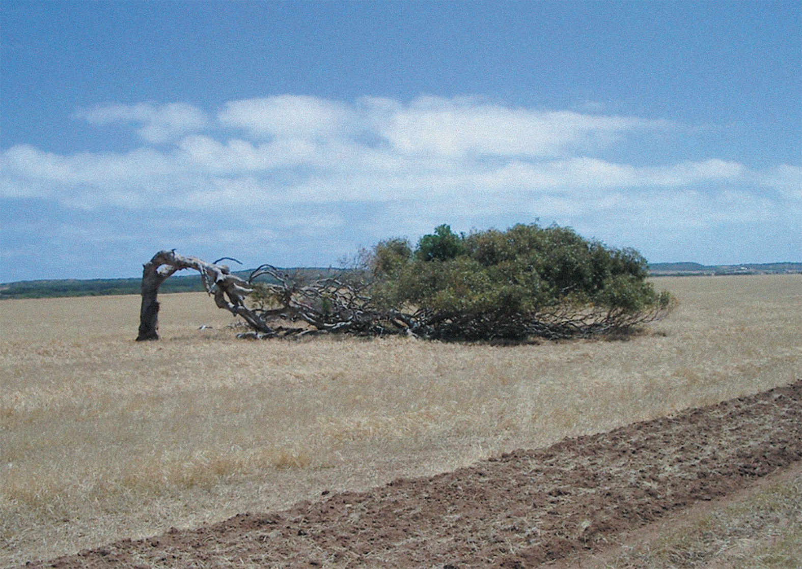 Falling Limbs Series (detail), (with Pearl Rasmussen), 2002
