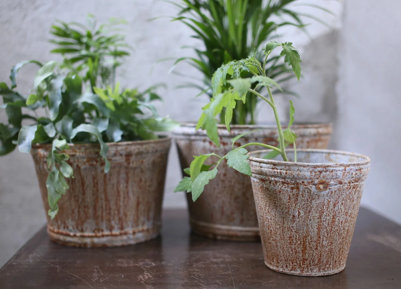 Objcect Style Rustic Metal Plant Pot 1.jpg