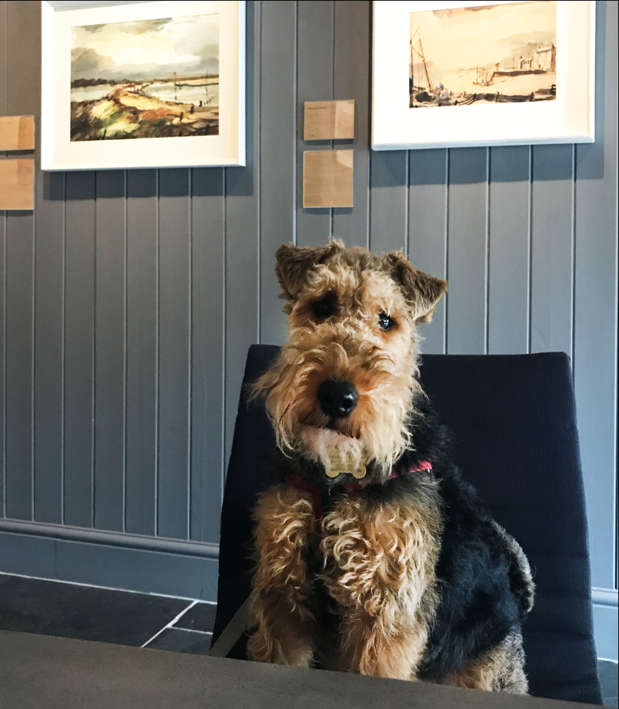Stanley, the Head of Security, Welsh Terrier
