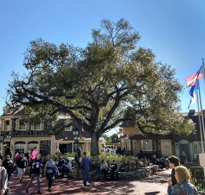 Liberty Tree.jpg