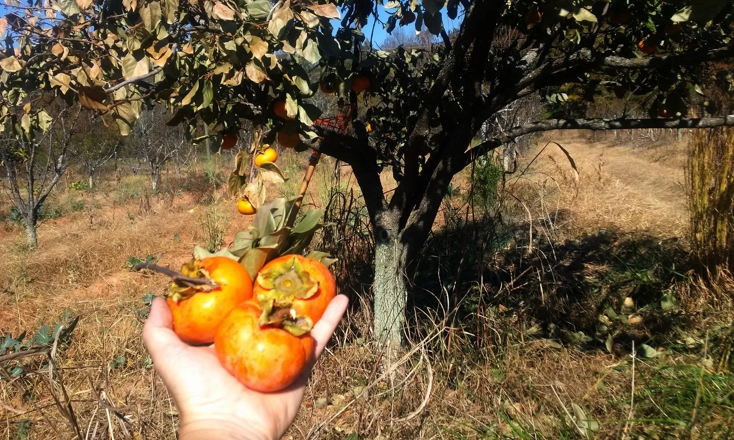 Persimmons from the orchard