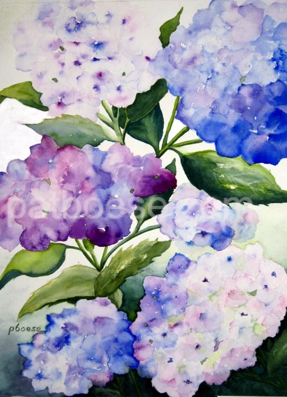 Jane's Hydrangeas