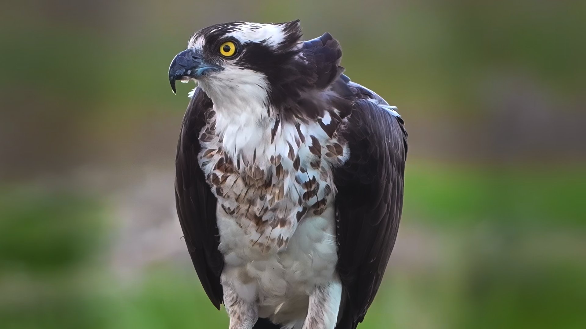 _LAST OSPREY_PART 1_01_29_04_12.jpg
