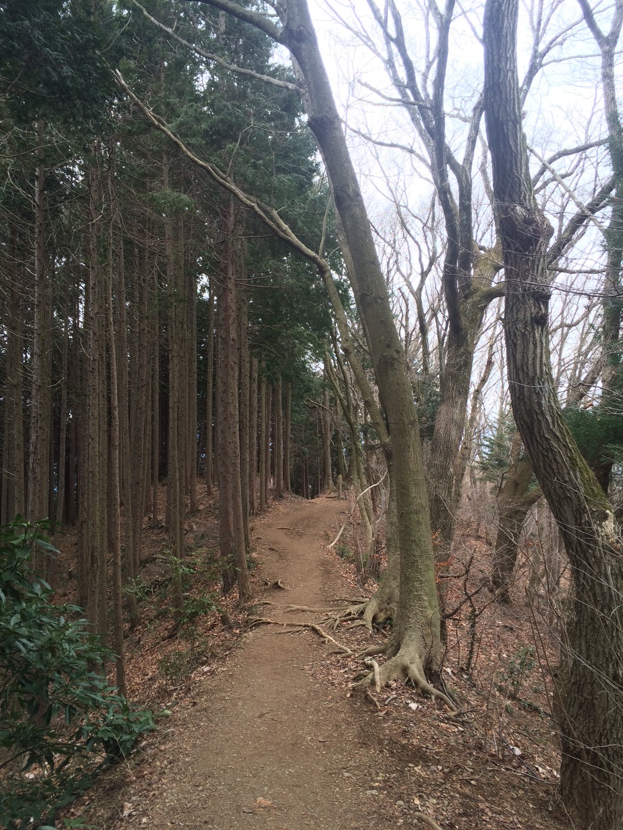 Path way after reaching the peak of Mount Takao