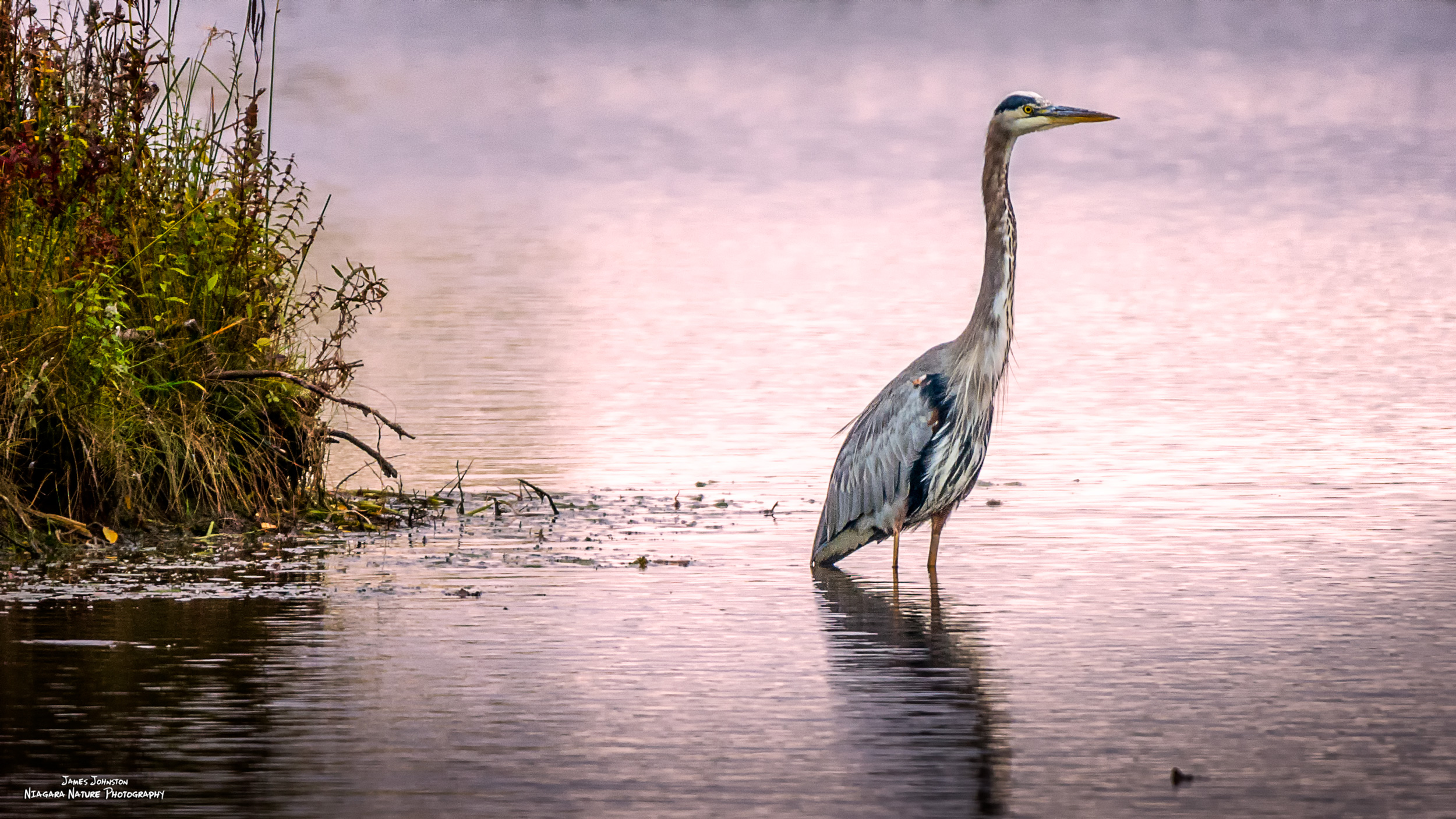 Blue Heron At Sunset
