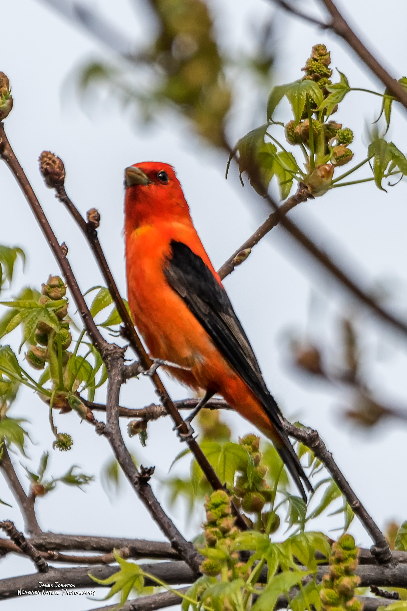 Scarlet Tanager