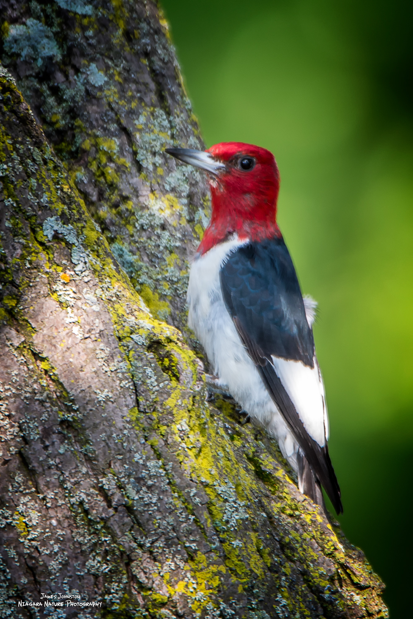 Redheaded Woodpecker